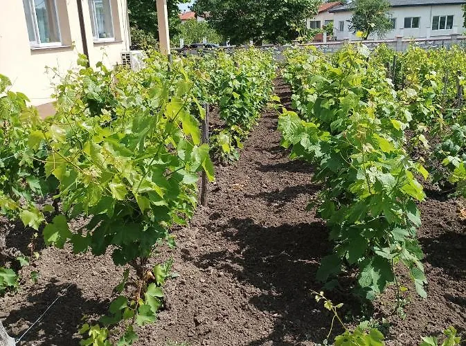 Winnica U Mirki Appartement Gurkovo (Dobrich)